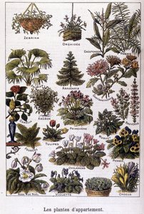 Appartement planten, 02/02/1901 (gravure)