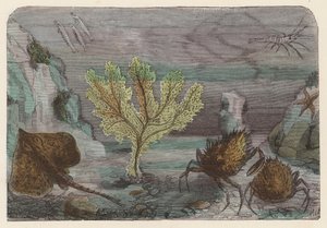 Aquarium