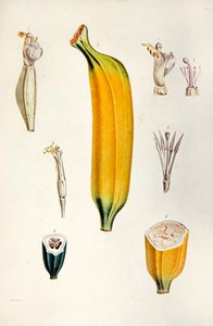 Banaan, uit 
