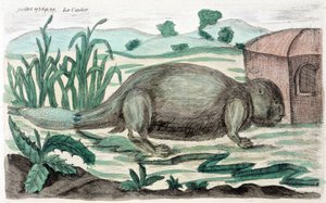 Bever. Illustratie door M. Toussaint (1756) in 