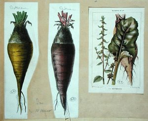 Biet, drie botanische platen