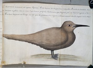 Vogel genaamd Foyroux (Stern), Kaap Frio, Brazilië, aquarel uit logboek van Jacques Gouin de Beauchesne, kapitein van Compagnie royale de la Mer du Sud, van 1698 tot 1701, Frankrijk door French School