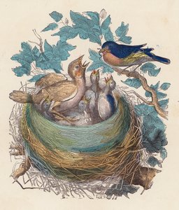 Vogel voedt zijn jongen in het nest door French School