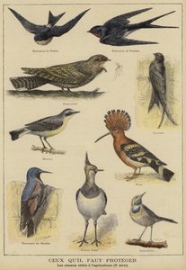 Vogels die bescherming nodig hebben vanwege hun nut voor de landbouw