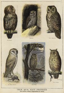 Vogels die bescherming nodig hebben vanwege hun nut voor de landbouw