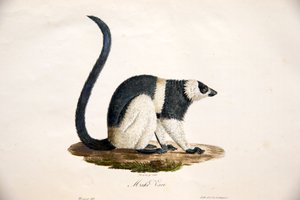Zwart-witte vari, uit Histoire Naturelle des Mammifères, met originele figuren, door Étienne Geoffroy Saint-Hilaire & Frédéric Cuvier, 1824-42 door French School