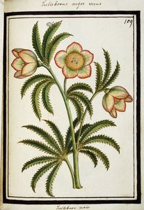 Zwarte nieskruid, ca.1700 door French School