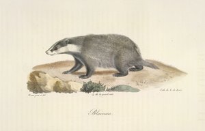 Das, uit Histoire Naturelle des Mammifères (kleur litho) door French School
