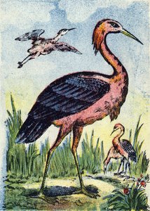 Blauwe reiger: roofvogel die zich voedt met wormen en reptielen. Leeft in de Verenigde Staten en het Caribisch gebied. Gravure in "Alphabet des oiseaux”. Beeldvorming van Pont-a-Mousson, Marcel en/of Louis Vagne, Drukker-Uitgever, eind 19e eeuw. 16 pagina