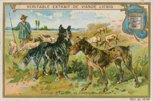 Border Collie en Herdershond door French School