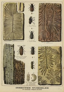 Boorinsecten schadelijk voor bossen