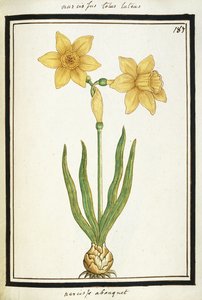 Boeket Narcissen, ca.1700 door French School