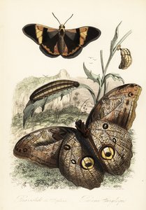Brassolis sophorae vlinder, pop en larve rups door French School