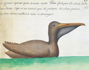 Bruine Pelikaan (Pelecanus occidentalis), Galápagoseilanden, aquarel uit logboek door Jacques Gouin de Beauchesne, kapitein van Compagnie royale de la Mer du Sud, Frankrijk