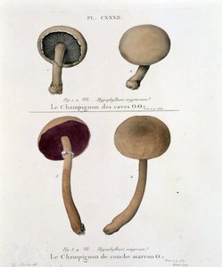 Bruine laag paddenstoel - in Traité des champignons door Jean Jacques Paulet, eind 18e eeuw door French School