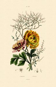 Boterbloem