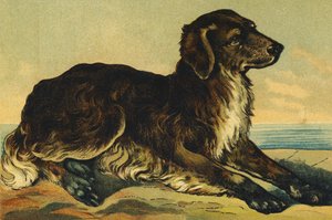 C als Hond