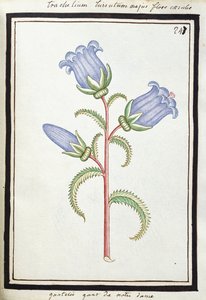 Campanula Trachelium
