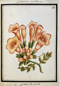 Canadese Jasmijn, ca. 1700 door French School
