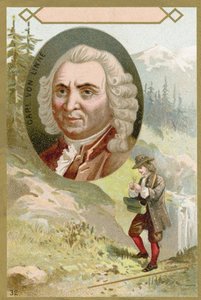 Carl Linnaeus, Zweedse botanicus en zoöloog door French School