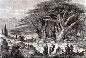 Cederbomen in Libanon door French School