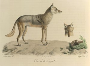 Senegalese jakhals, uit Histoire Naturelle des Mammifères (kleur litho)