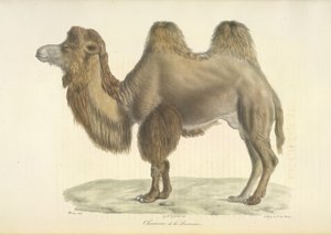 Bactrische kameel, uit Histoire Naturelle des Mammifères door French School
