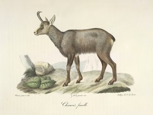 Chamois, femelle door French School