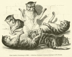 Katten gevonden in Straatsburg in 1683