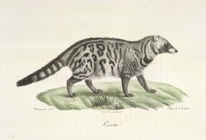 Civette, uit Histoire Naturelle des Mammifères door French School