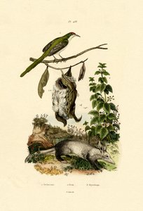 Gewone Naaistervogel door French School