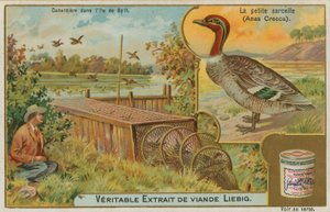 Wintertaling; eenden vangen door French School