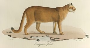 Cougouar femelle, Een vrouwelijke poema