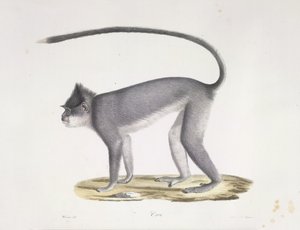 Croo. Een aap, uit Histoire Naturelle des Mammifères (kleur litho) door French School