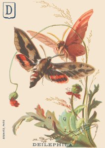 D: Deilephila (Deilephila elpenor of Grote wijnstok sfinx)