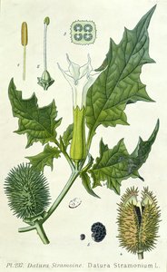 Datura stramonium, botanische plaat door French School