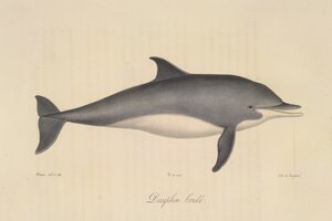 Gestreepte dolfijn, uit Histoire Naturelle des Mammifères (kleur litho) door French School