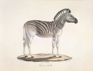 Dauw femelle. De gestreepte quagga, of Burchell