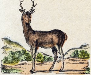 Hert. Gravure in 