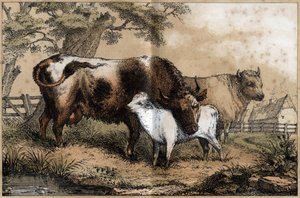 Beschrijving van de verschillende producten en toepassingen van de koe: koe, kalf in een weide. Plaat "La coache et ses produits" in "les Recreations instructives" Synoptisch schilderij door Jules Delbruck, gravure uit 1860. Privécollectie.
