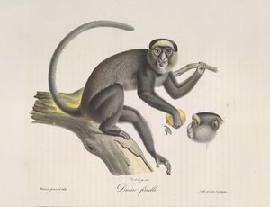 Diane vrouwtje, een vrouwelijke aap, uit Histoire Naturelle des Mammifères (kleur litho) door French School