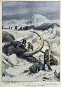 Ontdekking van prehistorische mammoeten gevangen in poolijs, begin 20e eeuw