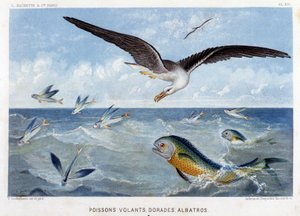 Dorades, vliegende vissen, Albatros - in 
