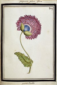 Dubbele Papaver