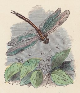 Libelle