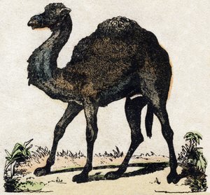 Dromedaris. Gravure in "Alphabet des animaux sauvages". 9e Serie. Beeldvorming van Epinal, Pellerin, drukker-uitgever, circa 1870. Houtsneden, gestencild. 16 pagina