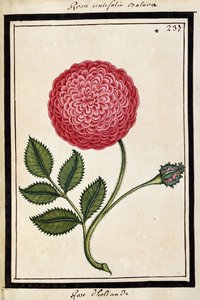 Nederlandse Roos, ca. 1700 door French School