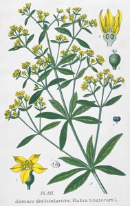 Meekrap (Rubia Tinctorum) door French School