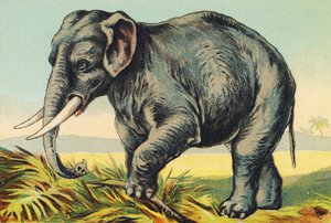E als Olifant