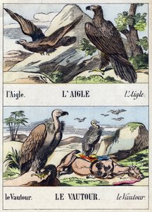 Adelaar en gier. Gravure in "Buffon Alphabet des Oiseaux n 1". 3e Serie N 1. Imaging of Epinal, Epinal, eind 19e eeuw. 16 pagina